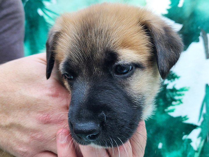 chinook puppy